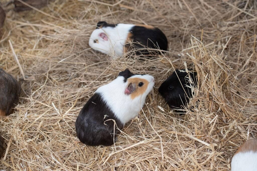 guinea pig, cavy, animal, mammal, nature, pet, cute